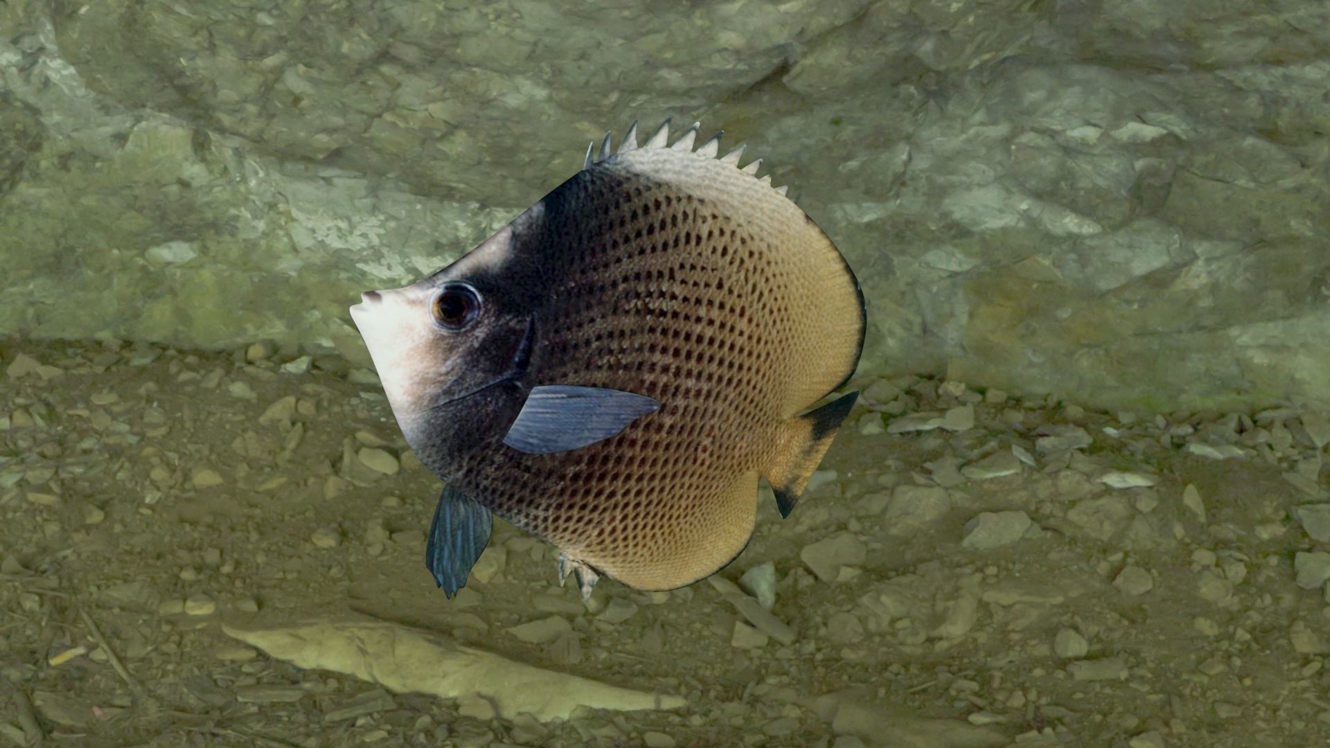 Dark butterfly fish Low-poly 3D model_18