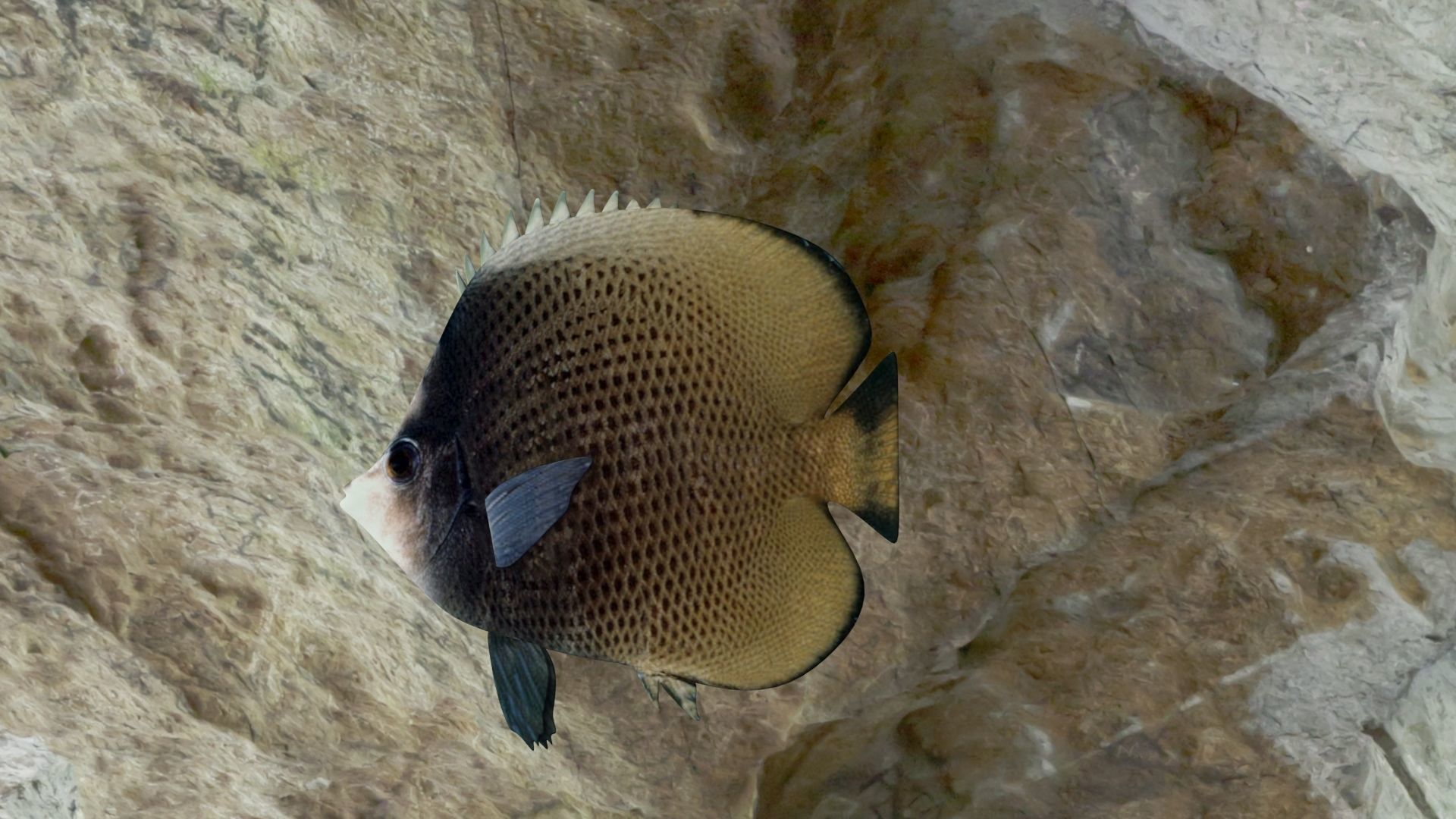 Dark butterfly fish Low-poly 3D model_10