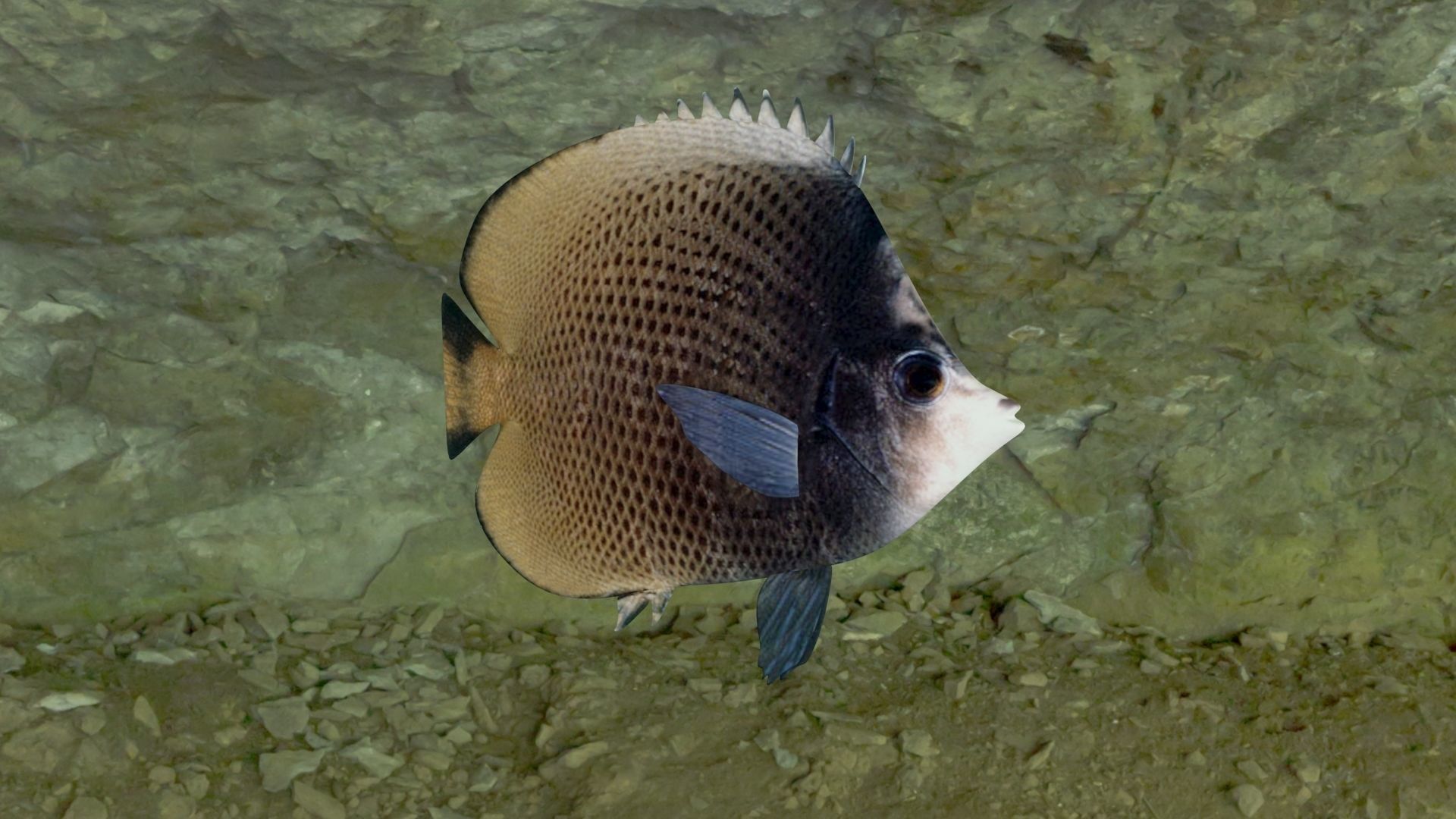 Dark butterfly fish Low-poly 3D model_2