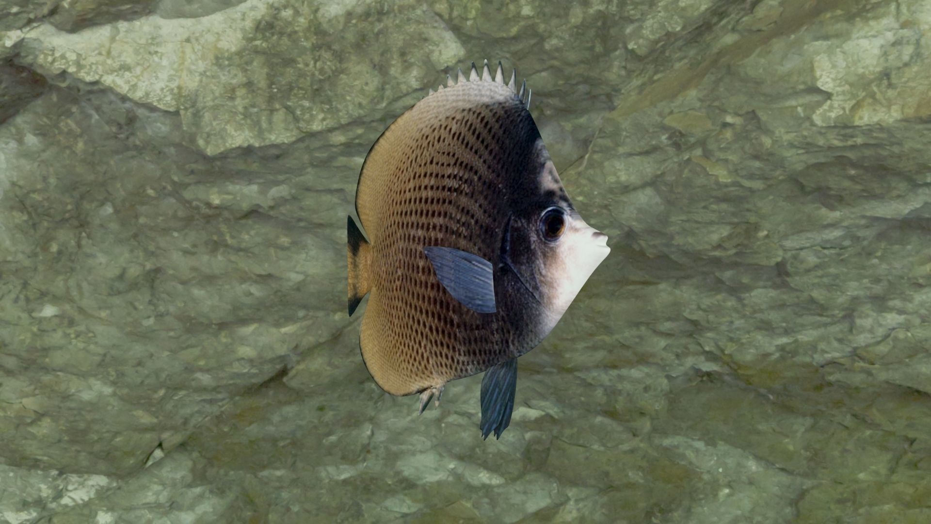 Dark butterfly fish Low-poly 3D model_7