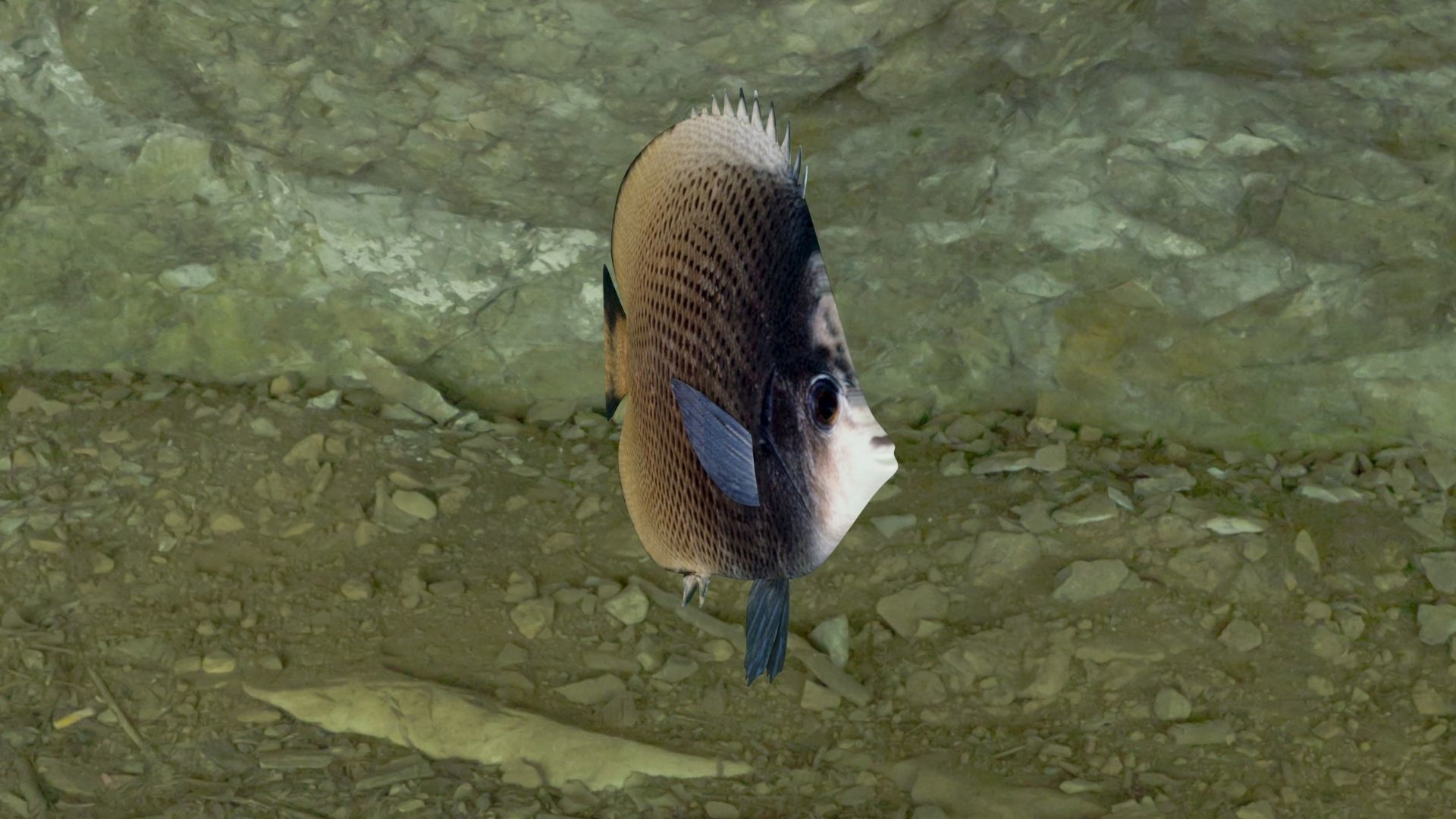 Dark butterfly fish Low-poly 3D model_11