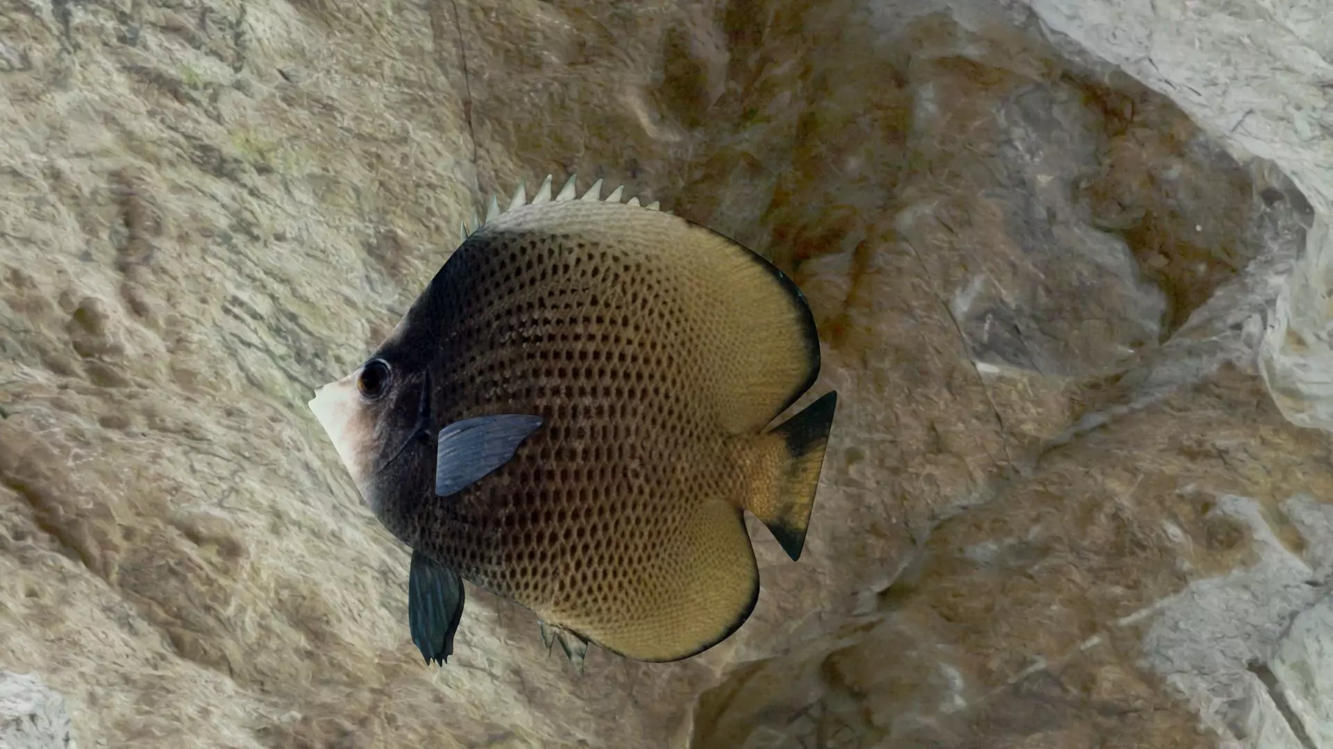 Dark butterfly fish Low-poly 3D model_0