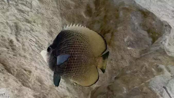 Dark butterfly fish Low-poly 3D model