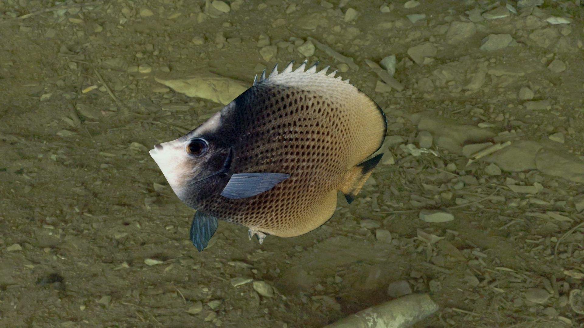 Dark butterfly fish Low-poly 3D model_8