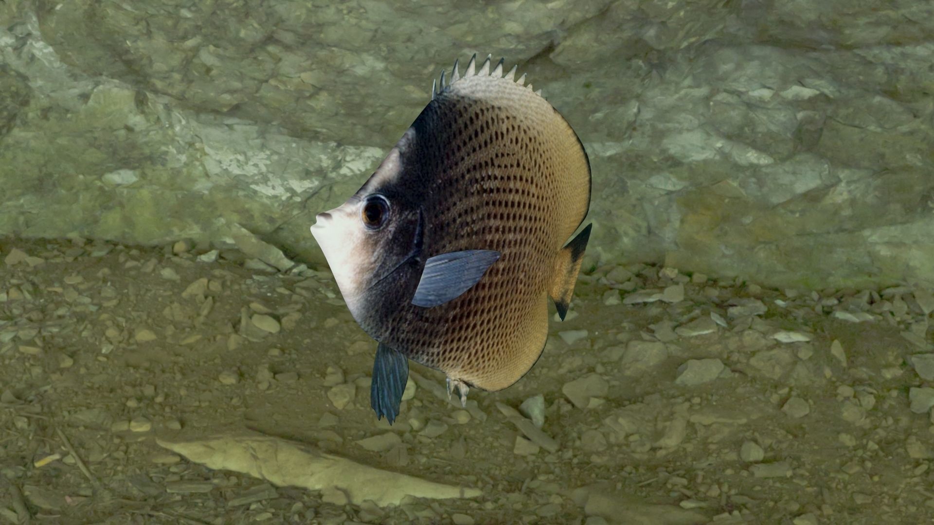 Dark butterfly fish Low-poly 3D model_12