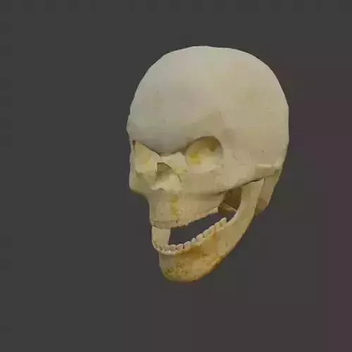 Skull
