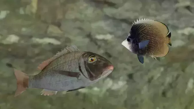 Two fish Orange finned emperor and  Dark butterfly fish 3D Model Collection