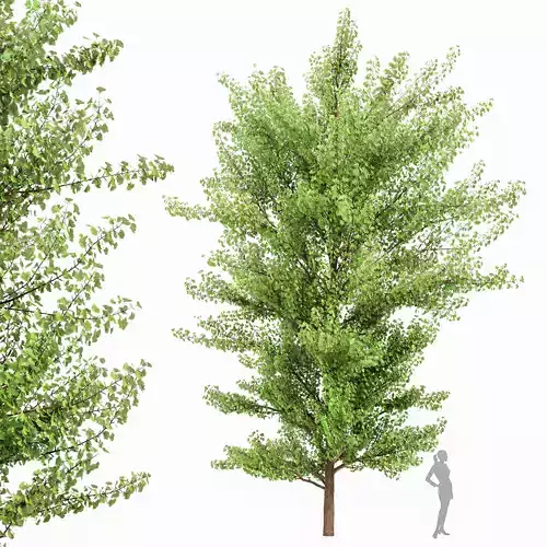 Maidenhair Tree Ginkgo Biloba Gardens