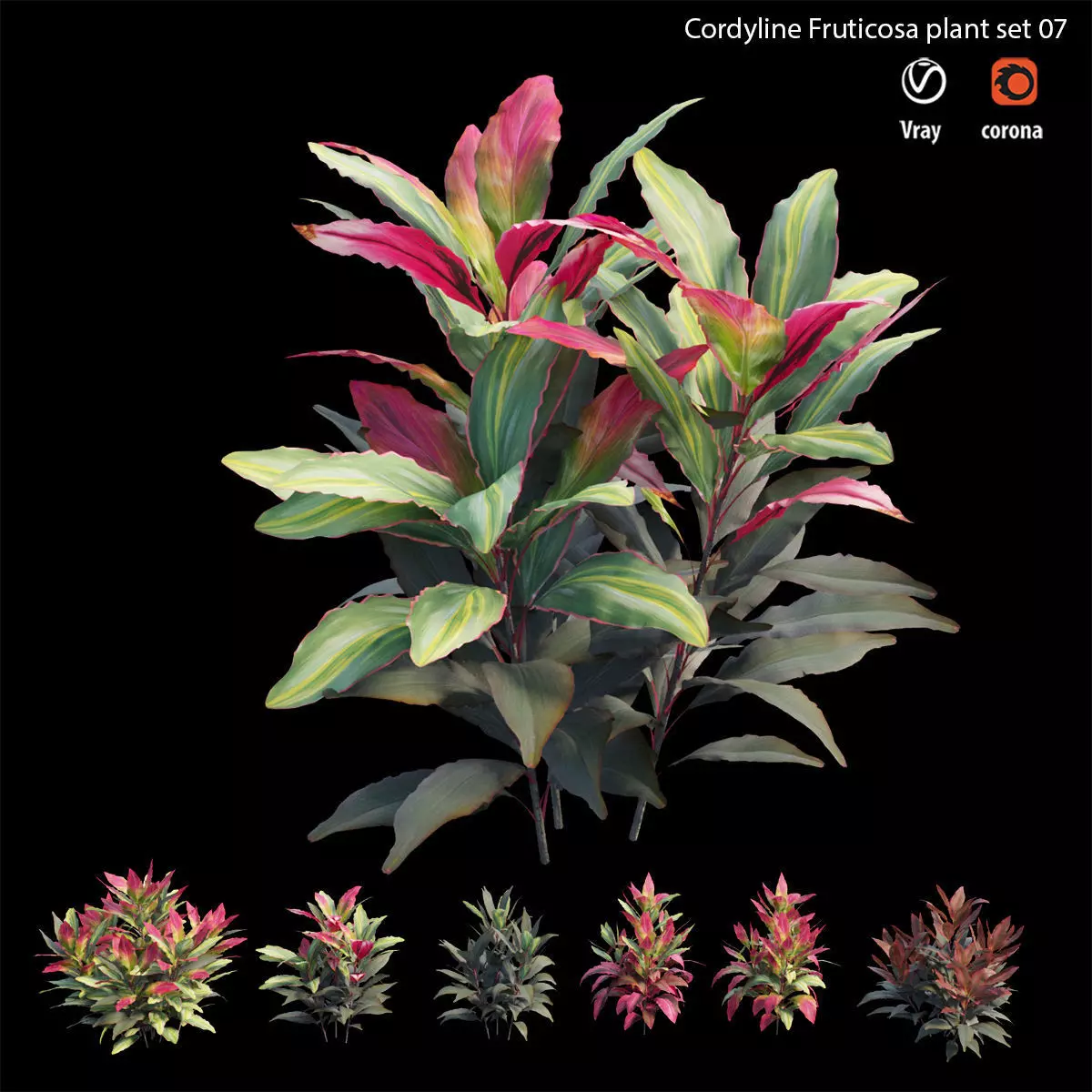 Cordyline fruticosa plant set 07 Low-poly 3D model_0