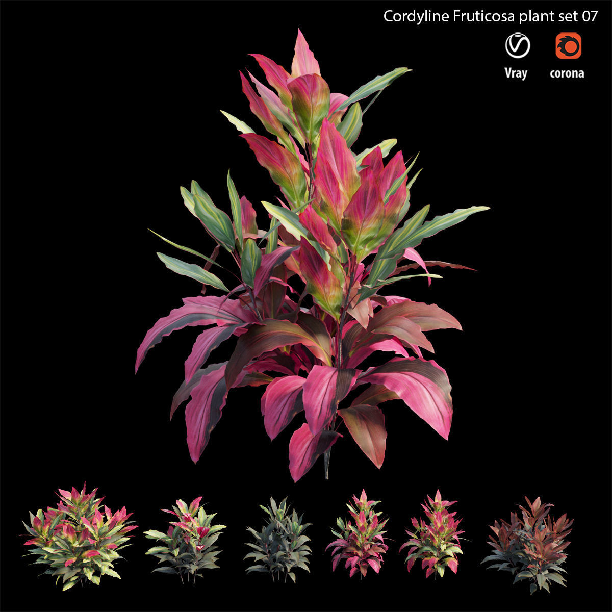 Cordyline fruticosa plant set 07 Low-poly 3D model_2