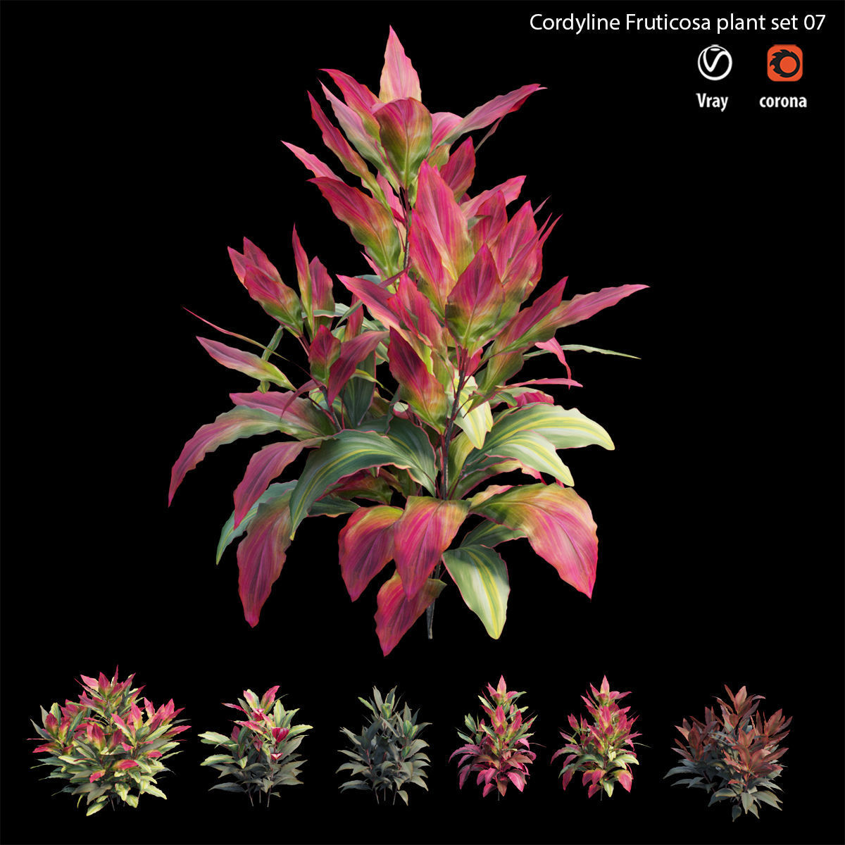 Cordyline fruticosa plant set 07 Low-poly 3D model_1