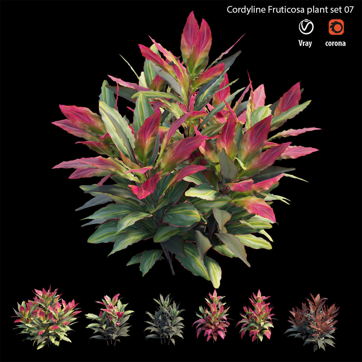 Cordyline fruticosa plant set 07 Low-poly 3D model_4