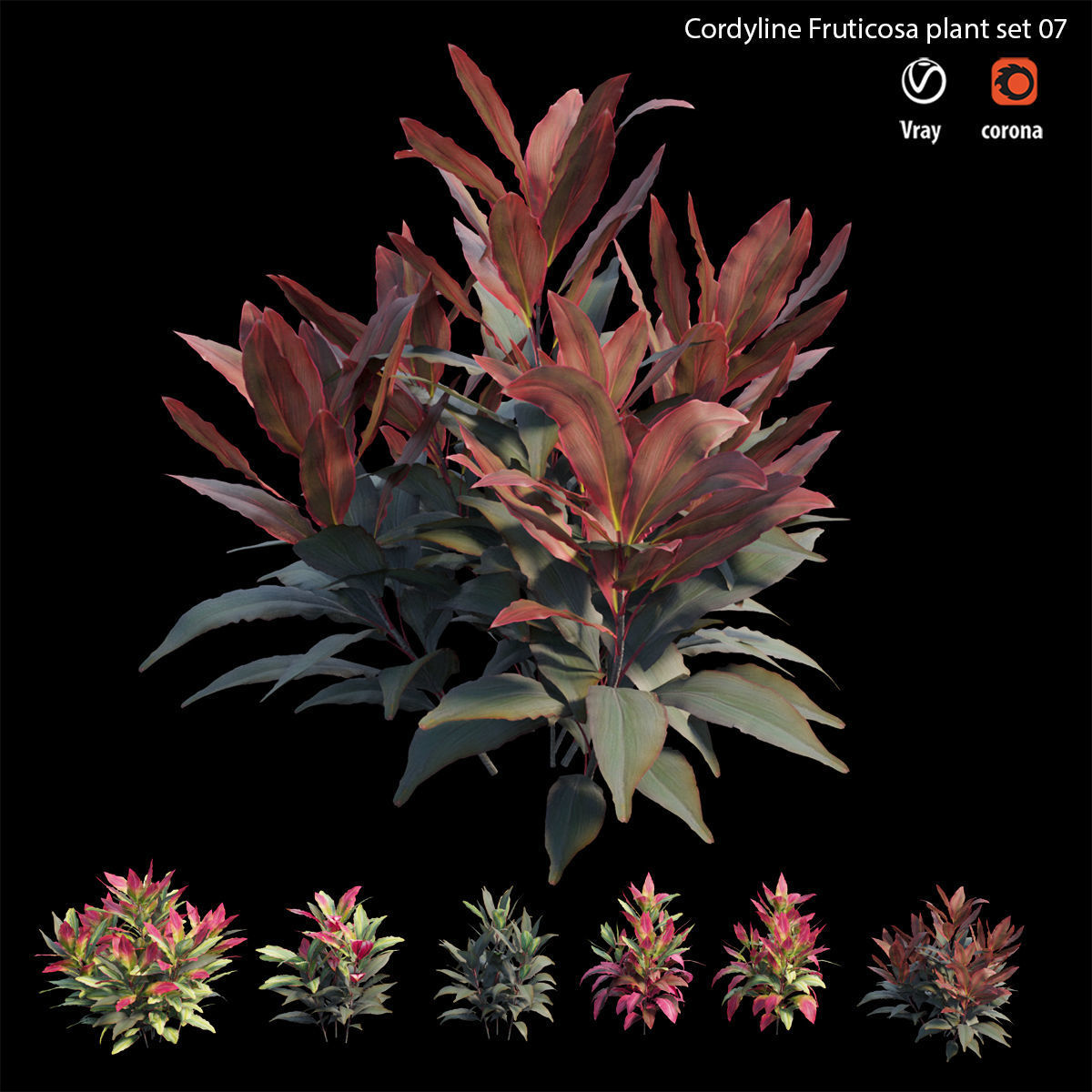 Cordyline fruticosa plant set 07 Low-poly 3D model_5