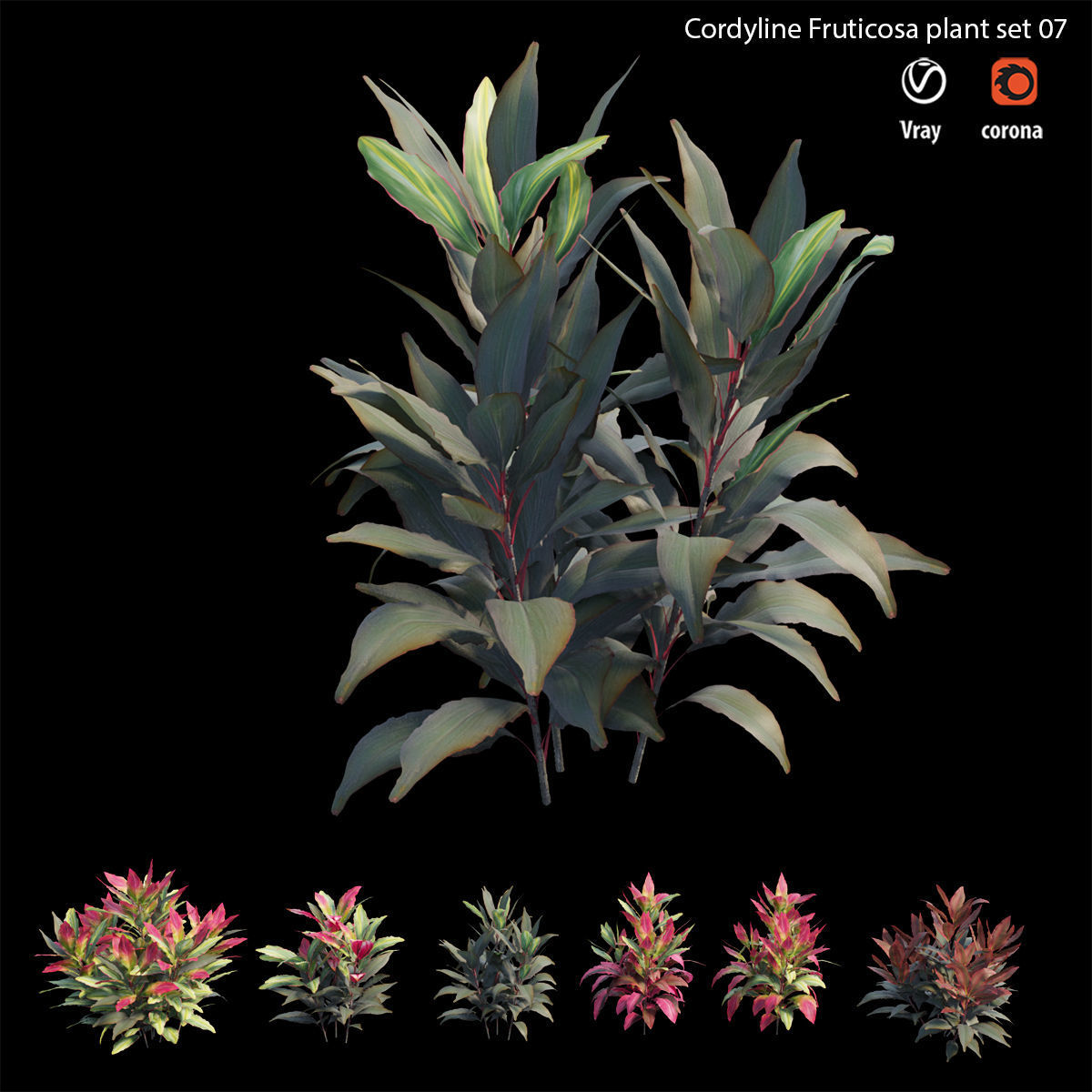 Cordyline fruticosa plant set 07 Low-poly 3D model_3