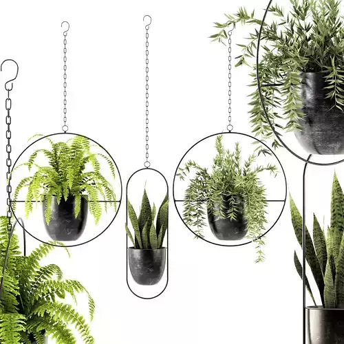 Collection of plants-002