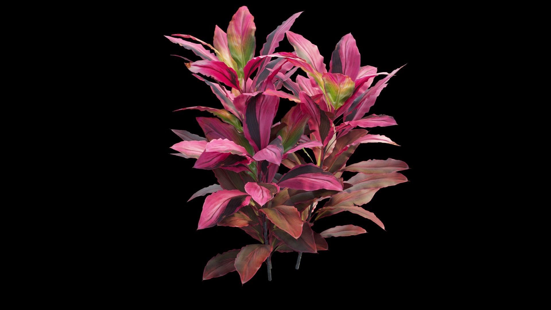 Cordyline fruticosa plant set 06 Low-poly 3D model_13