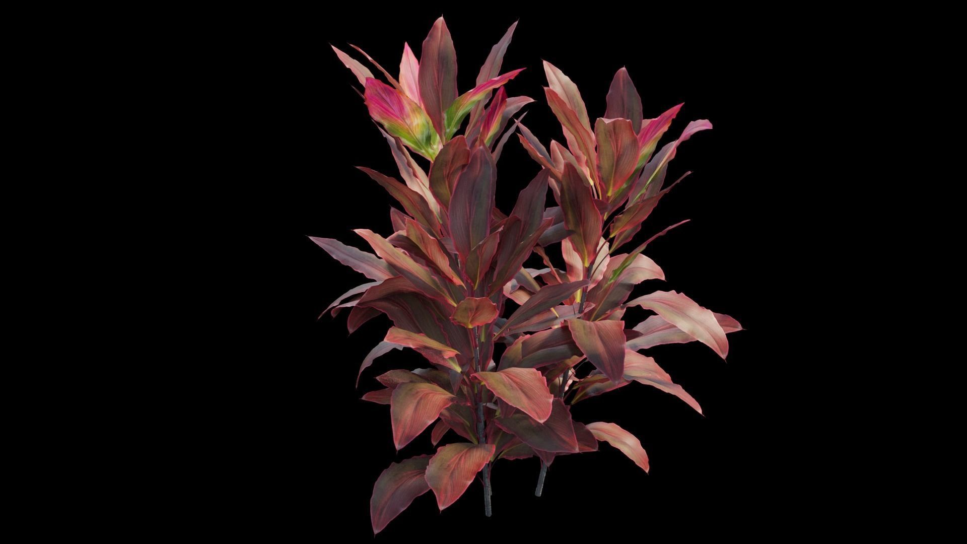 Cordyline fruticosa plant set 06 Low-poly 3D model_12