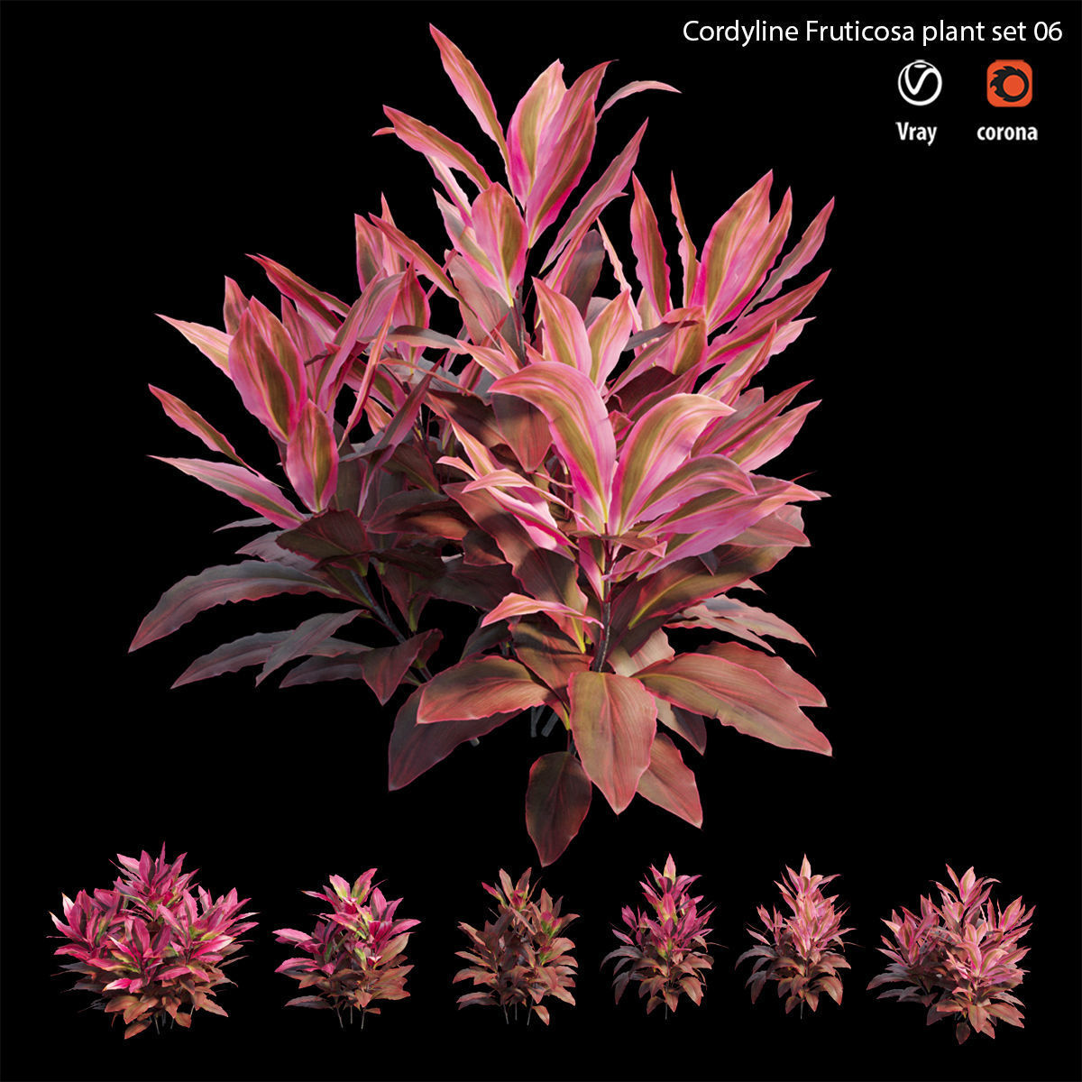 Cordyline fruticosa plant set 06 Low-poly 3D model_3