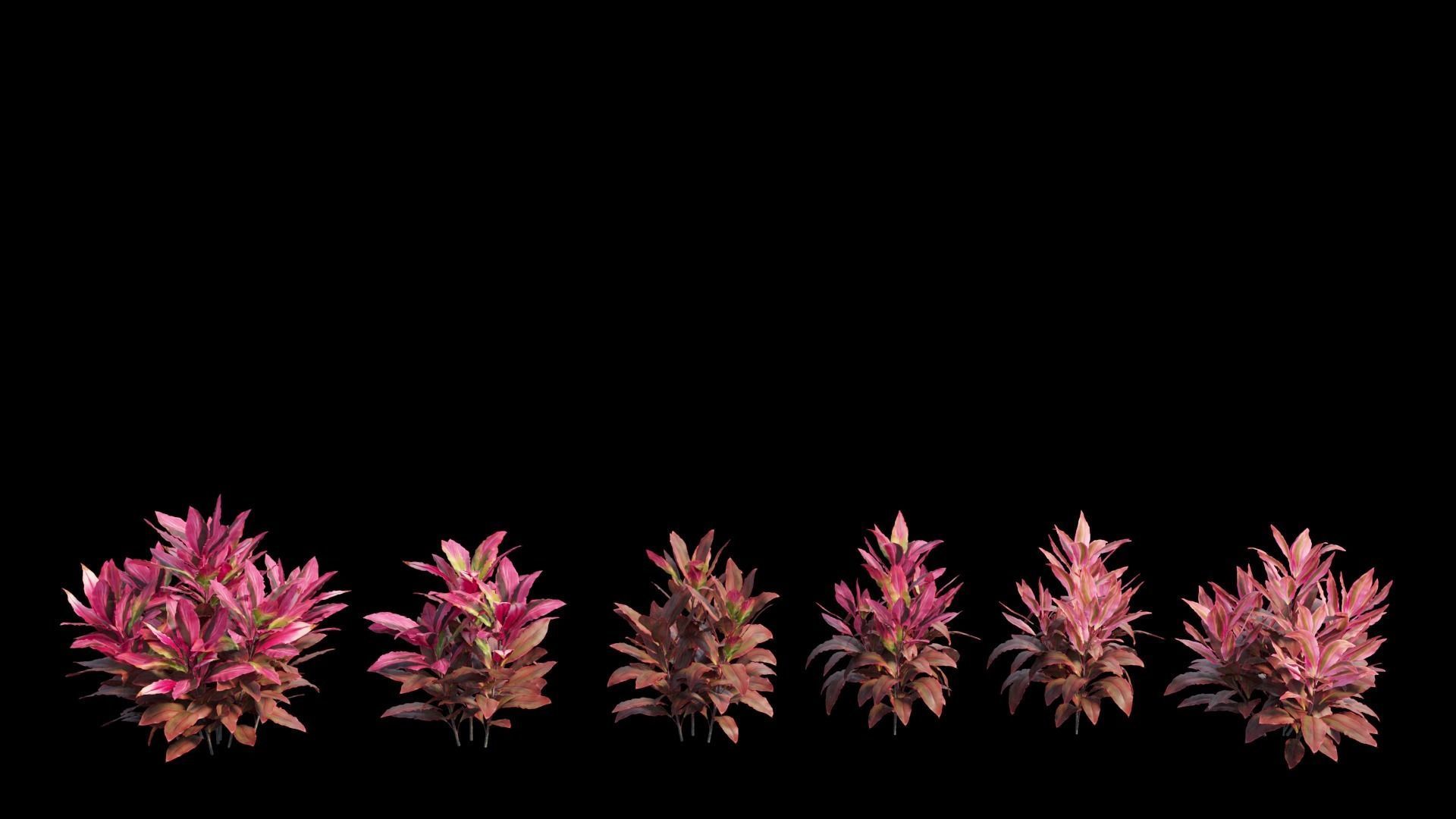 Cordyline fruticosa plant set 06 Low-poly 3D model_7