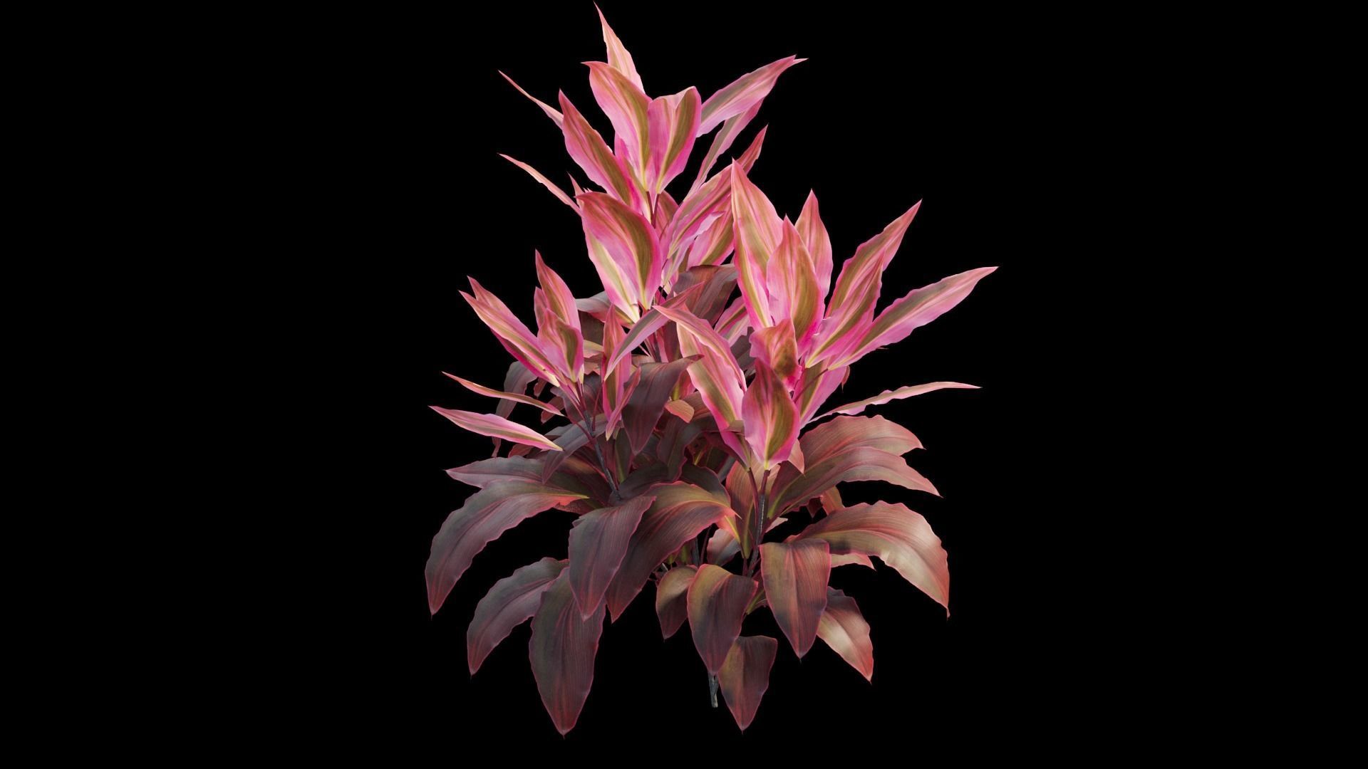 Cordyline fruticosa plant set 06 Low-poly 3D model_10