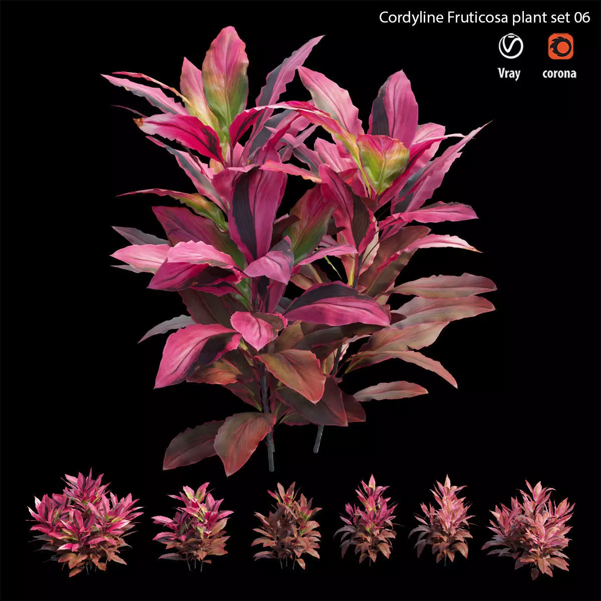 Cordyline fruticosa plant set 06 Low-poly 3D model_0