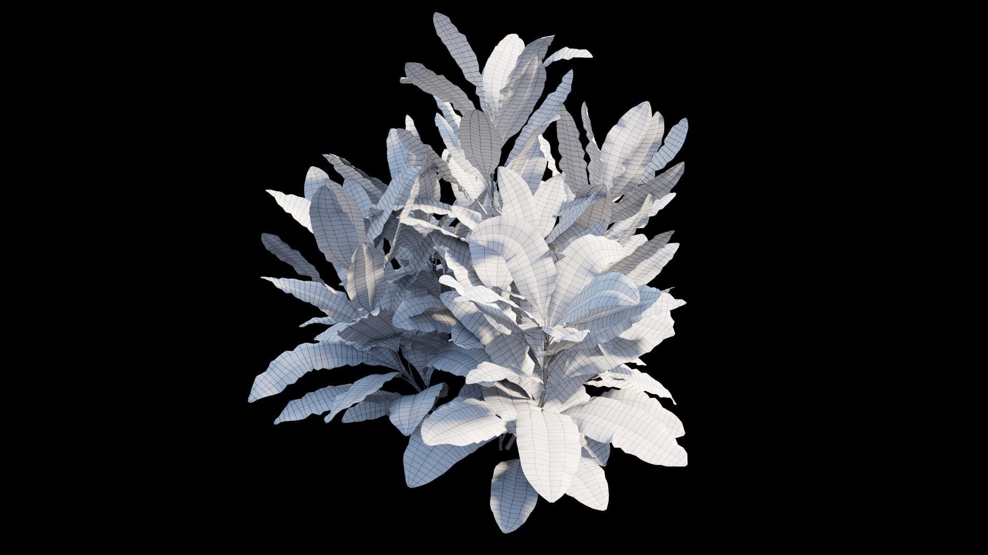 Cordyline fruticosa plant set 06 Low-poly 3D model_9