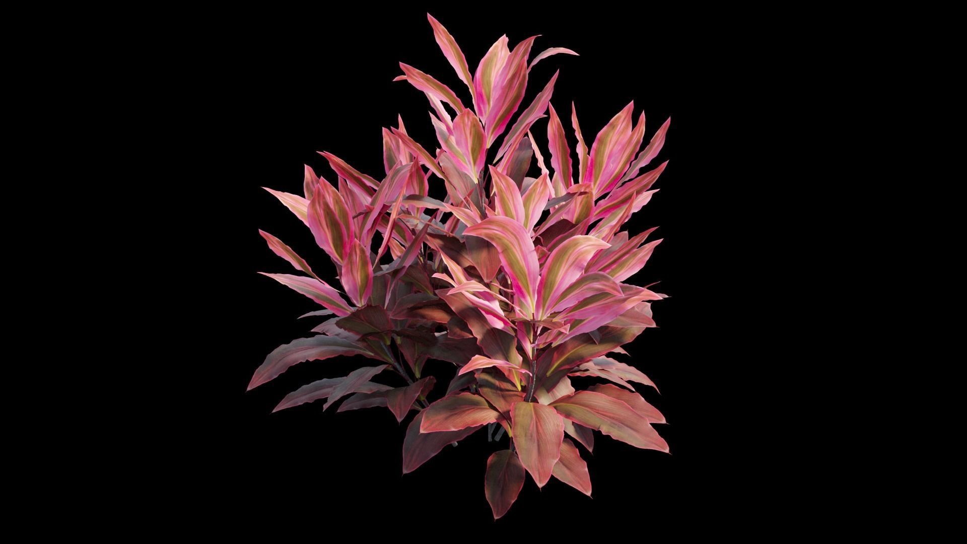 Cordyline fruticosa plant set 06 Low-poly 3D model_8