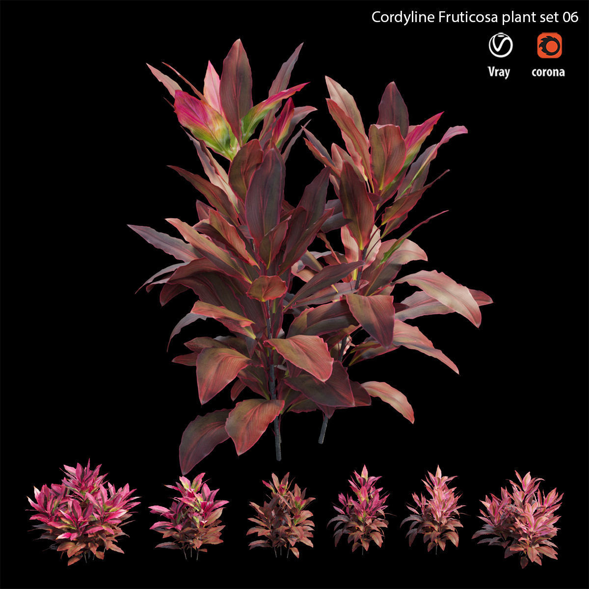 Cordyline fruticosa plant set 06 Low-poly 3D model_5