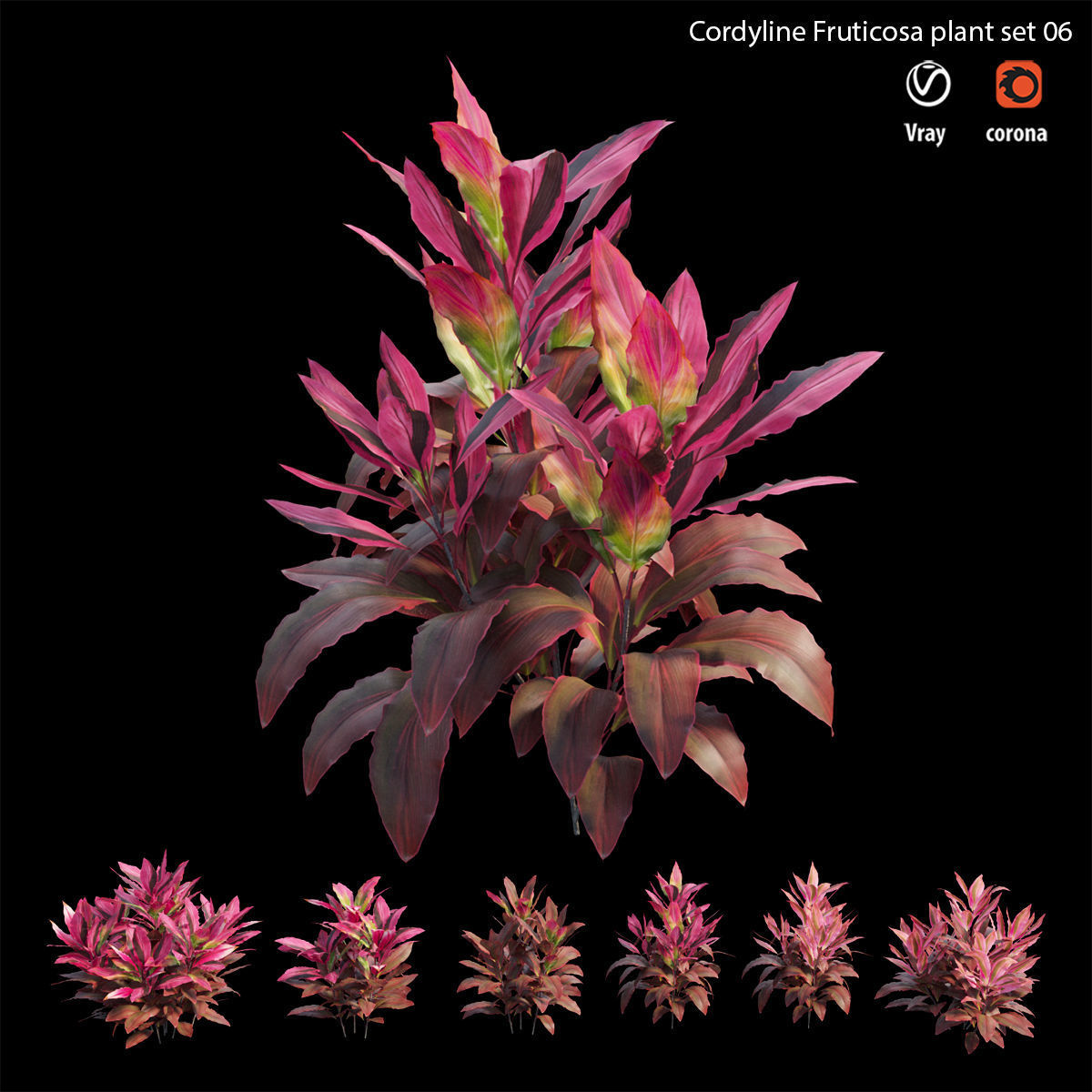 Cordyline fruticosa plant set 06 Low-poly 3D model_4