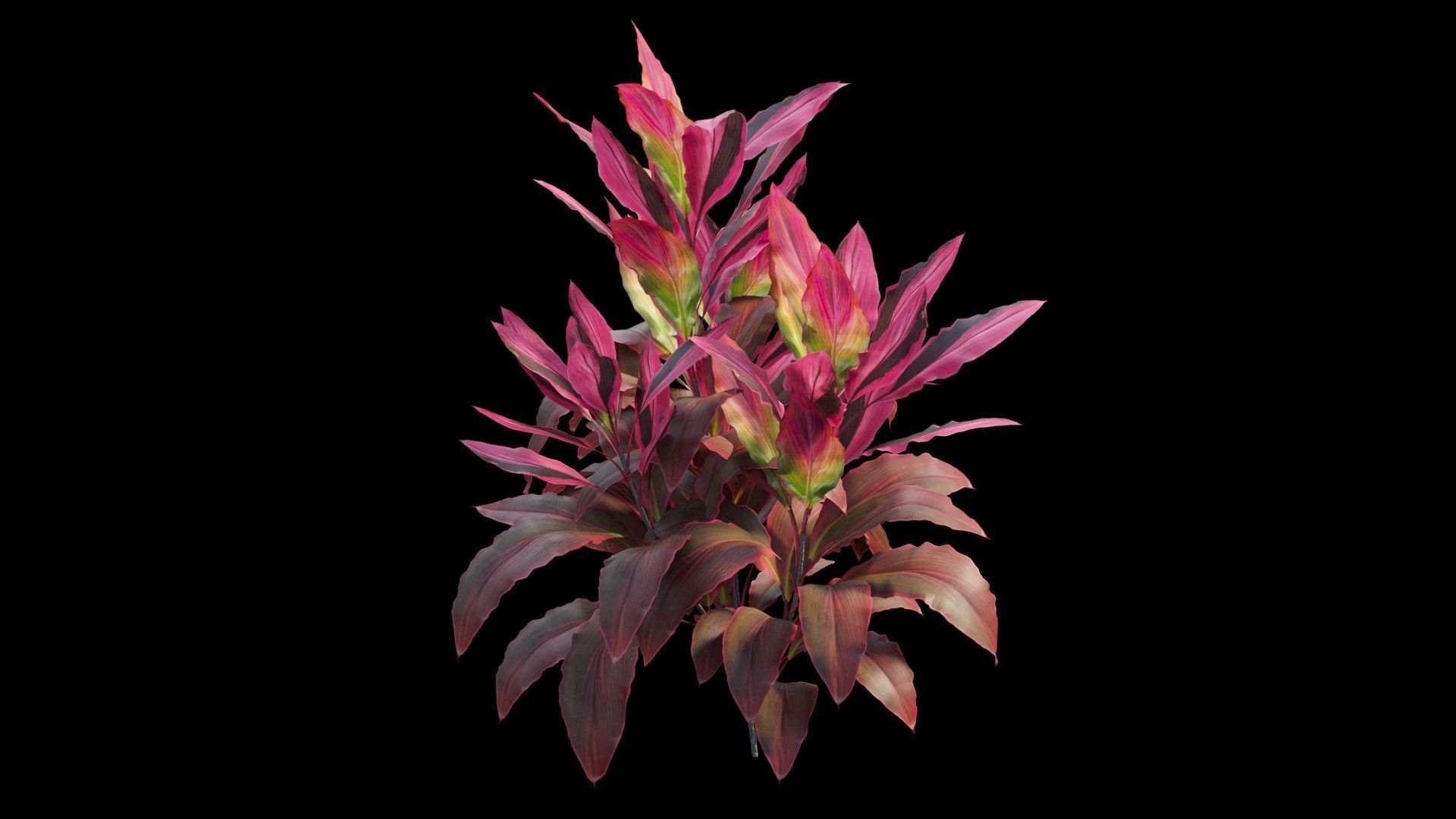 Cordyline fruticosa plant set 06 Low-poly 3D model_11
