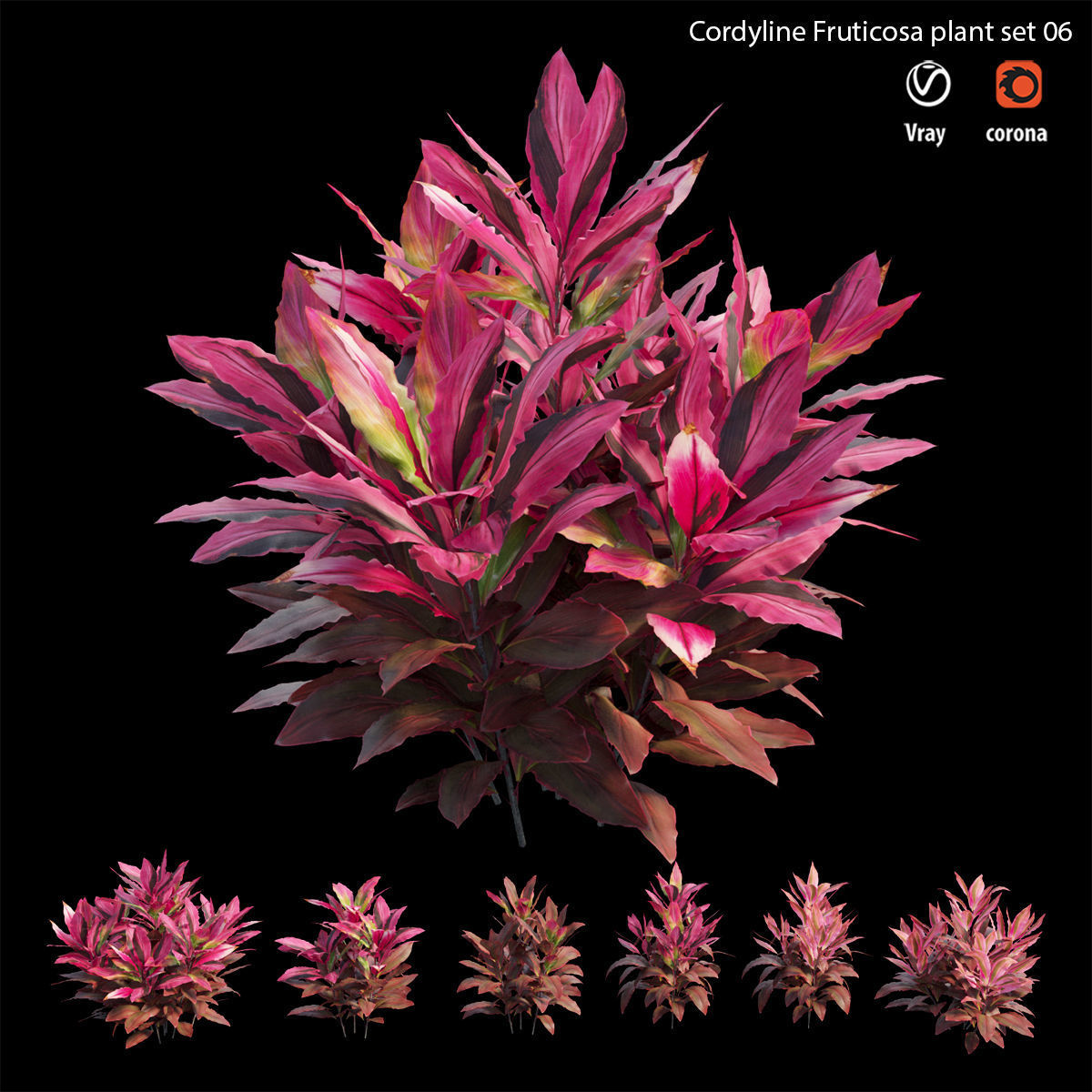 Cordyline fruticosa plant set 06 Low-poly 3D model_1