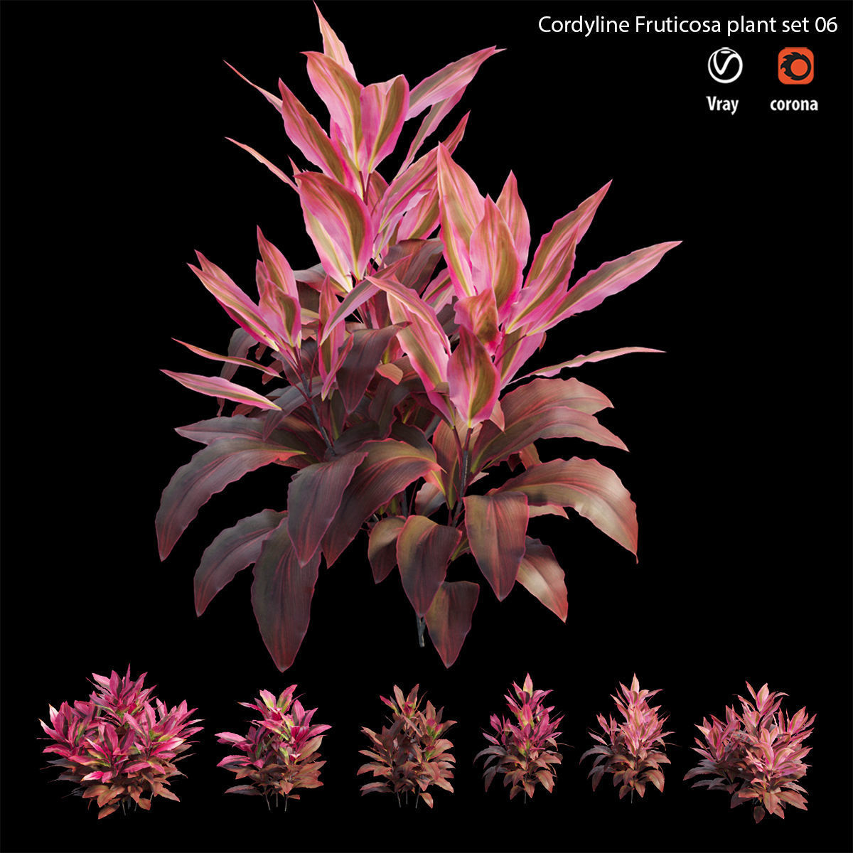 Cordyline fruticosa plant set 06 Low-poly 3D model_2