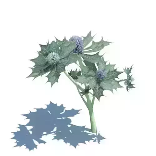 Plant Eryngium Maritimum 3D model