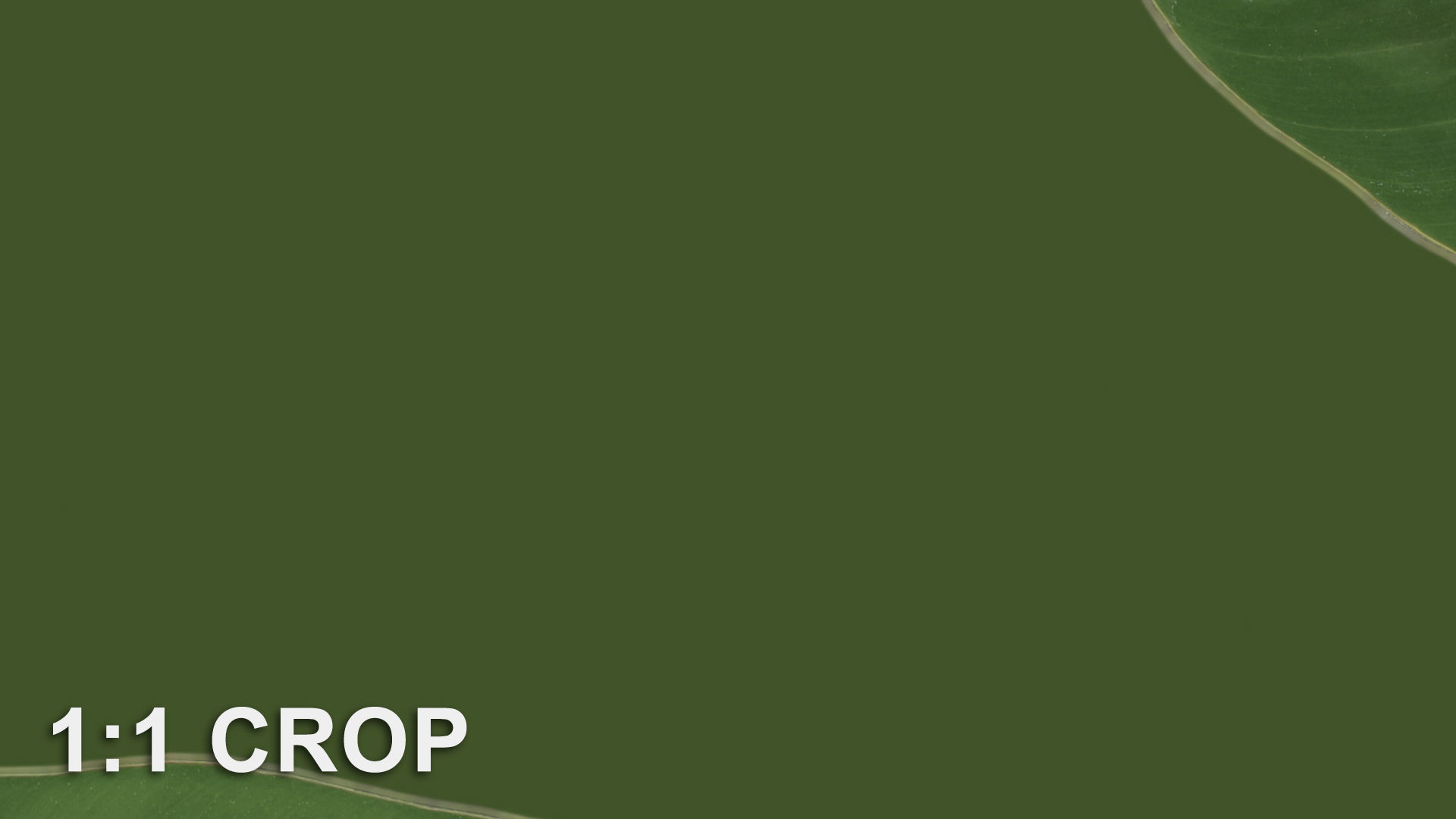 Banana leaf texture Texture_36