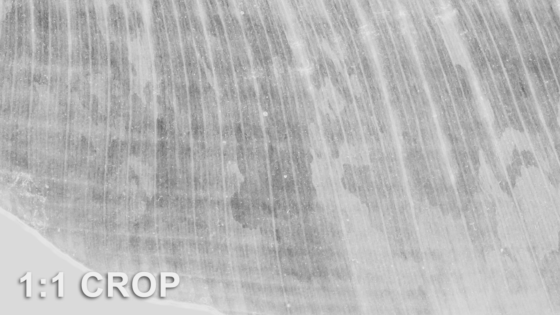 Banana leaf texture Texture_46