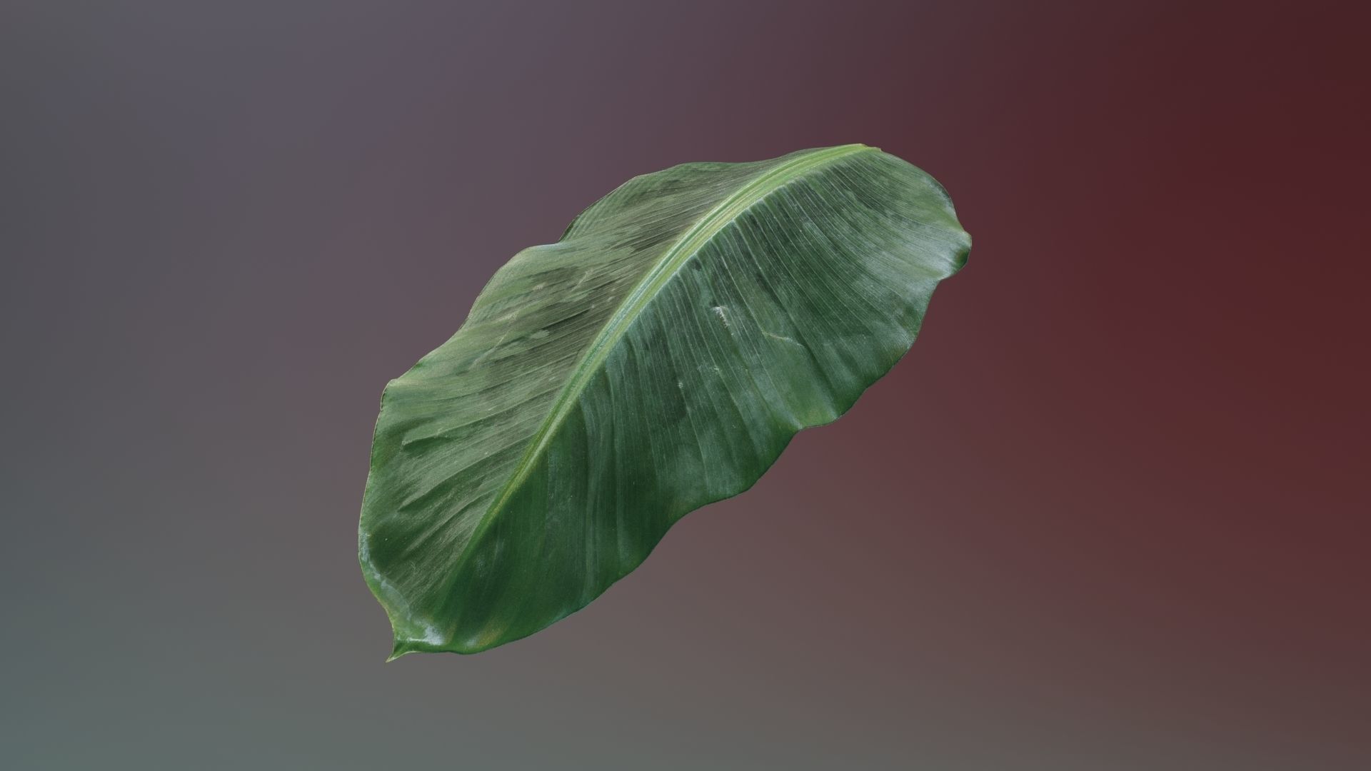 Banana leaf texture Texture_8