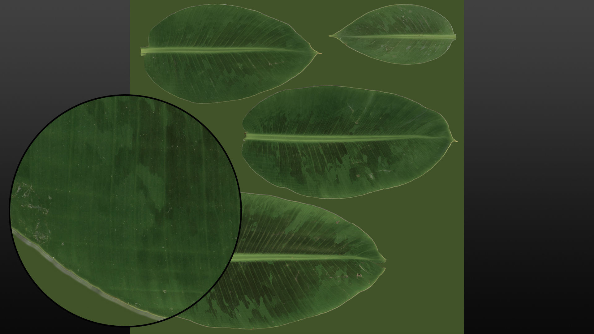 Banana leaf texture Texture_27