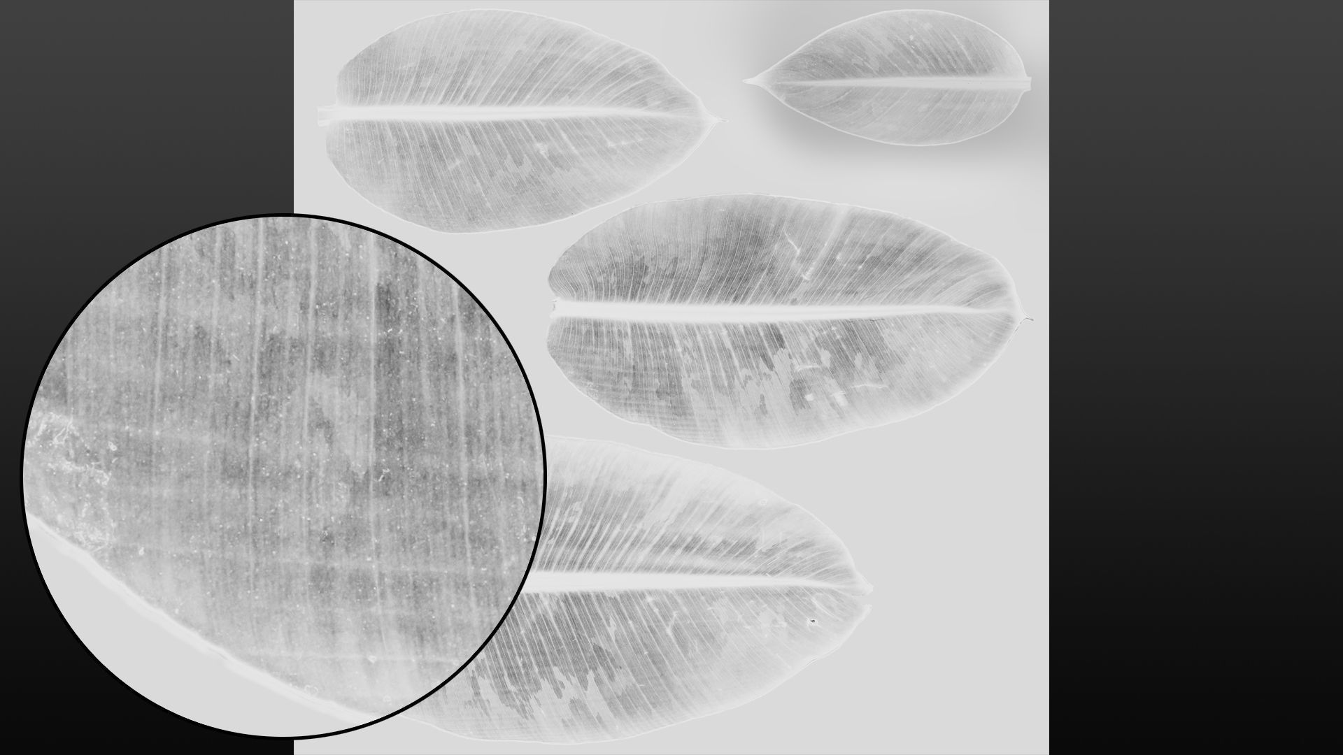 Banana leaf texture Texture_28