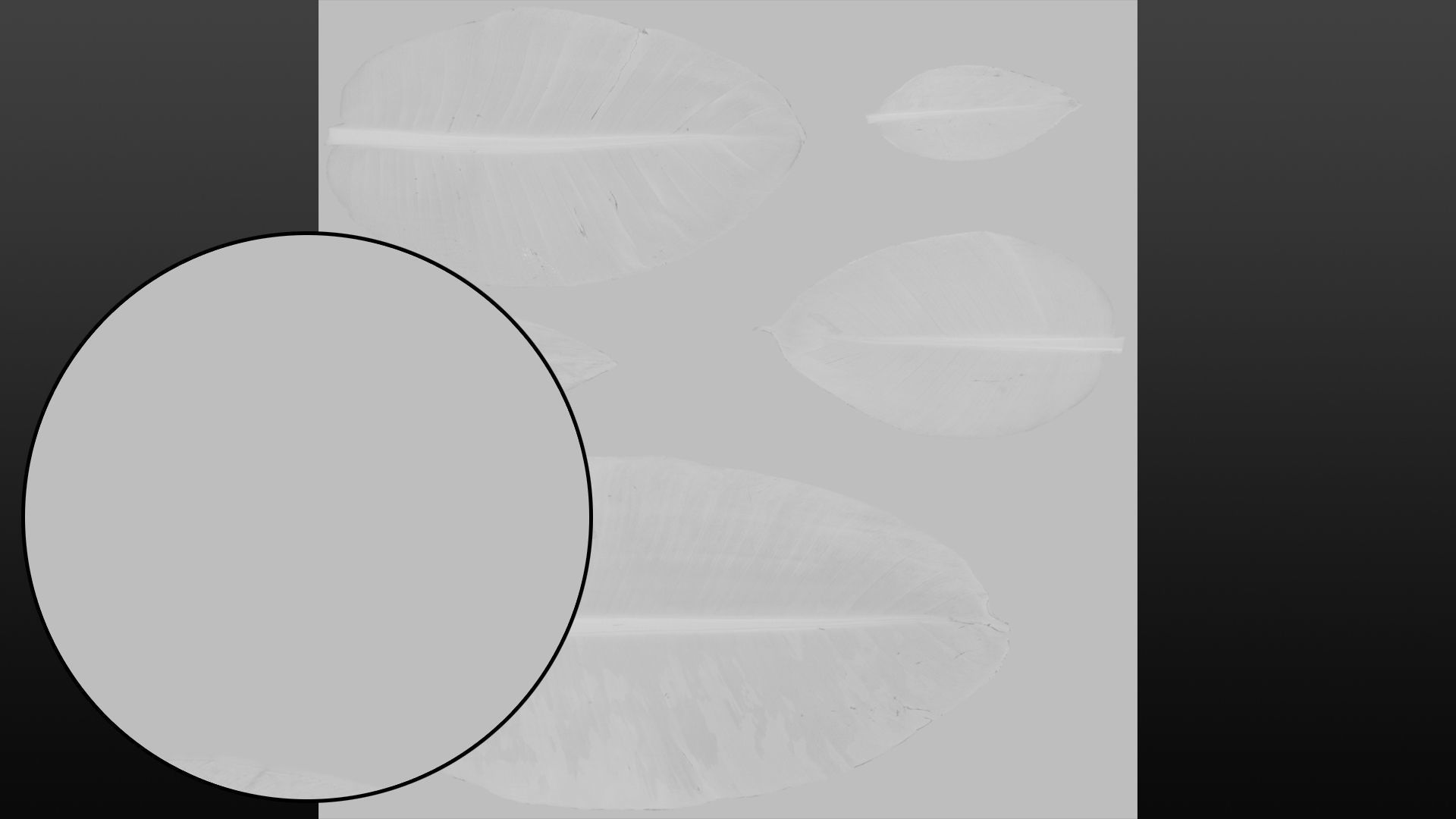 Banana leaf texture Texture_17