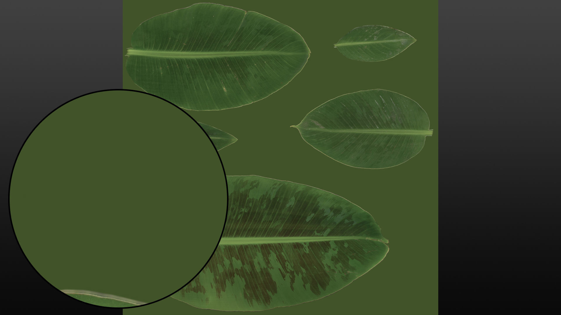 Banana leaf texture Texture_18