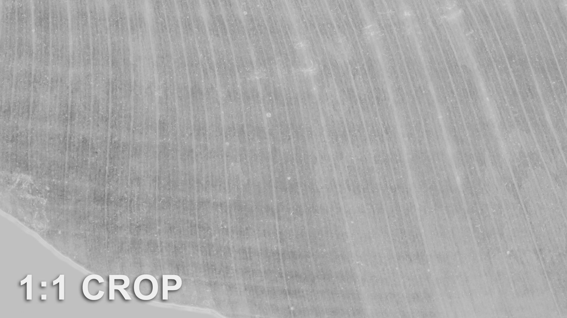 Banana leaf texture Texture_48