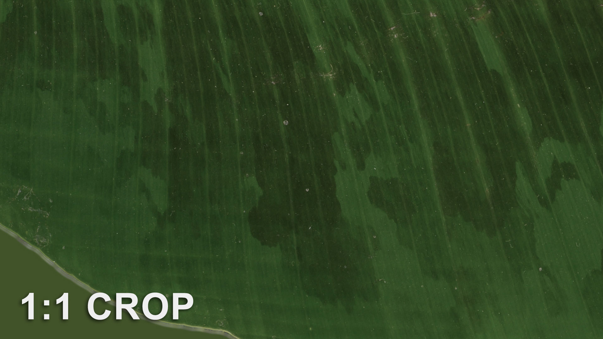 Banana leaf texture Texture_45