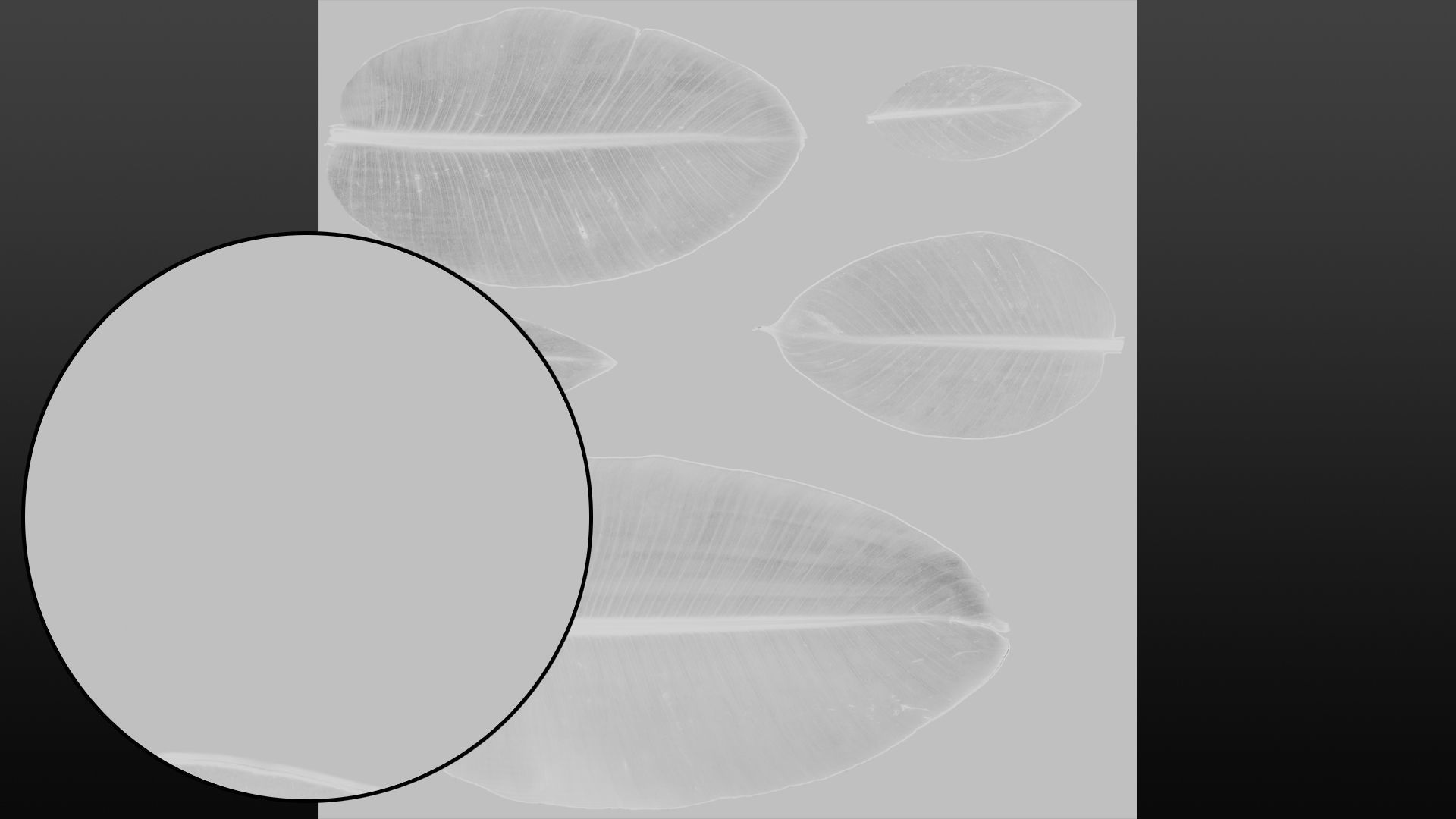 Banana leaf texture Texture_21