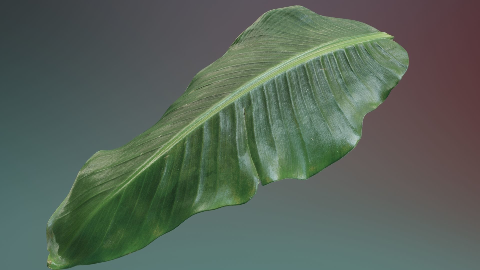Banana leaf texture Texture_5