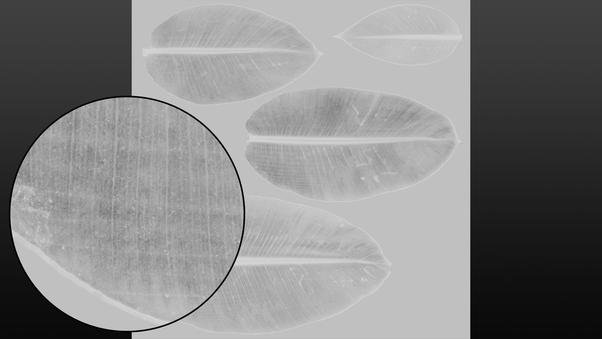 Banana leaf texture Texture_30