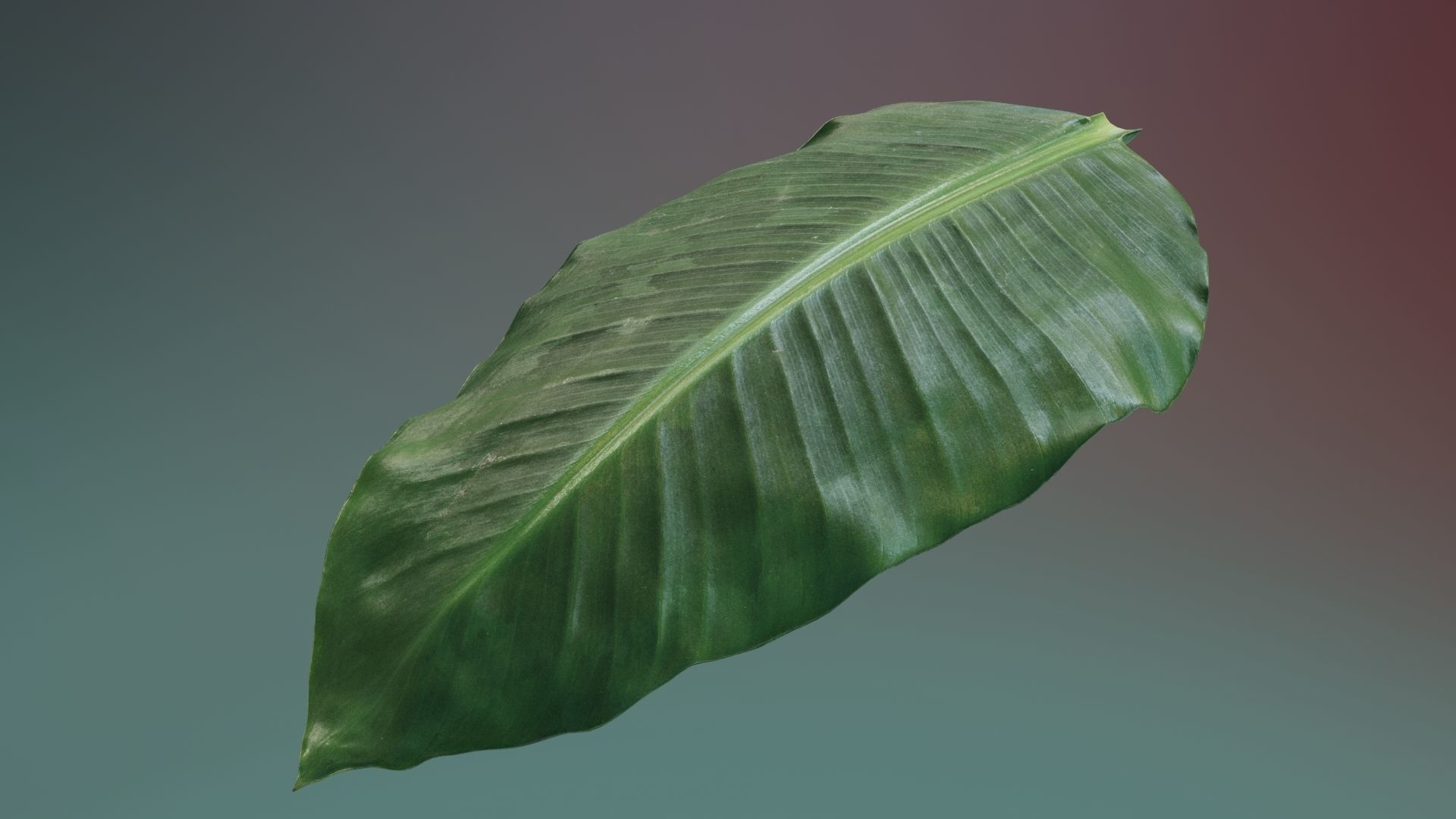 Banana leaf texture Texture_10