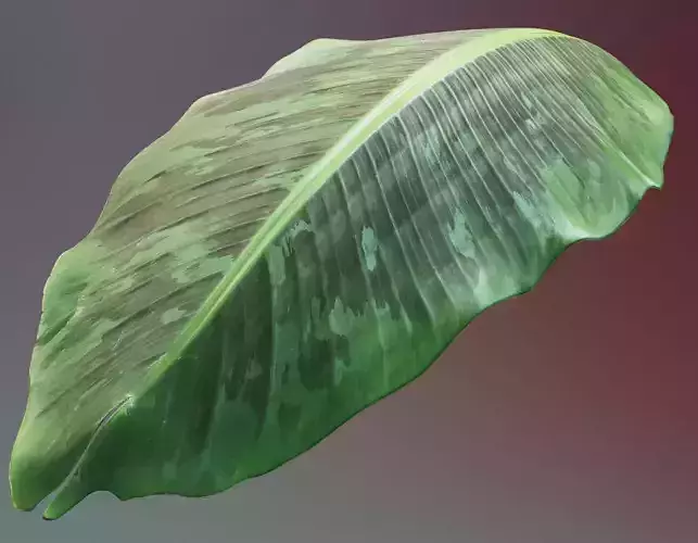 Banana leaf texture Texture