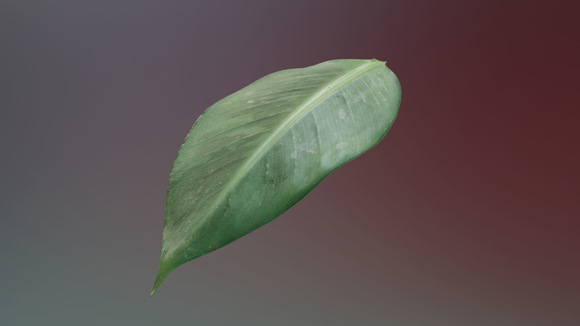 Banana leaf texture Texture_9