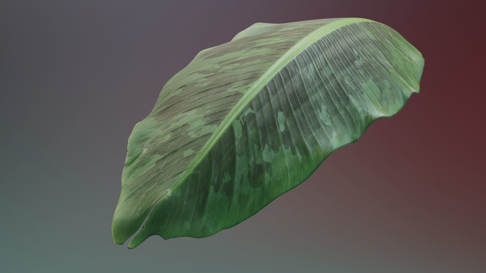 Banana leaf texture Texture_1