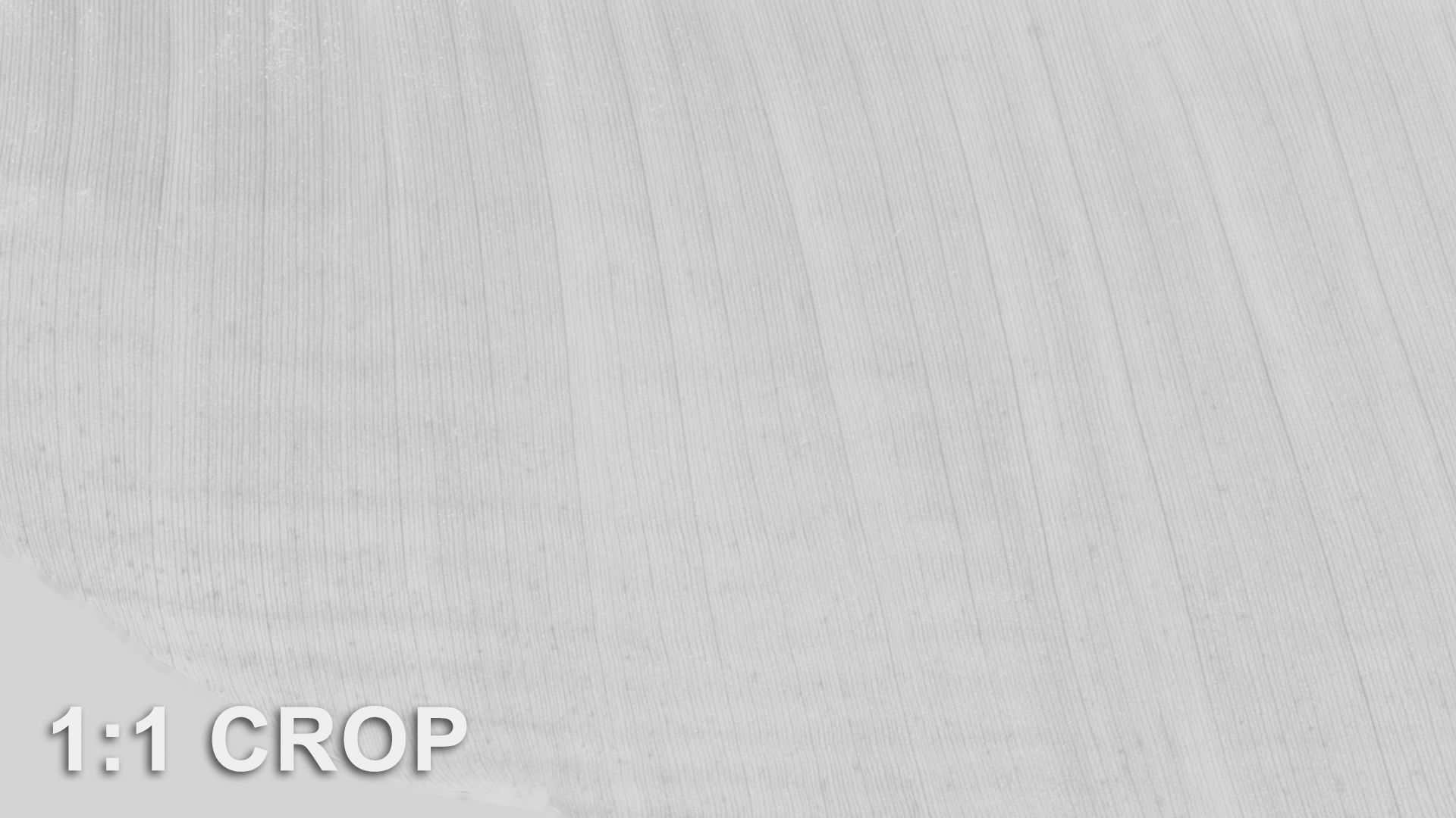 Banana leaf texture Texture_42